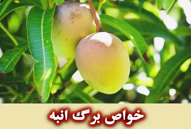 خواص برگ انبه