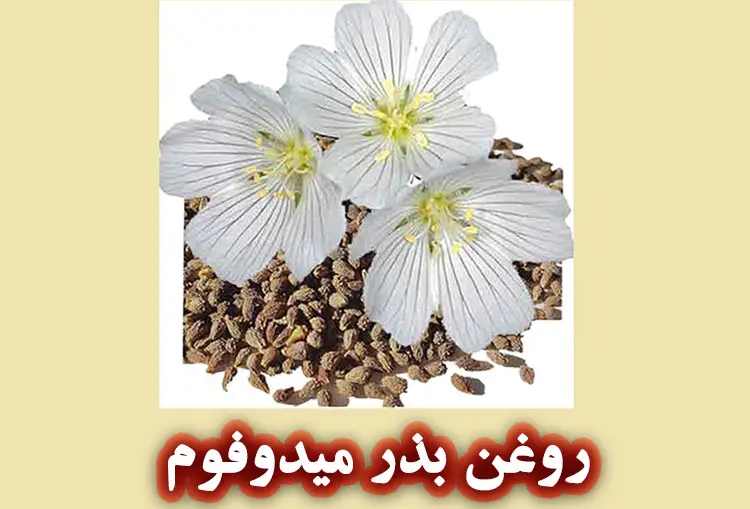 روغن بذر میدوفوم