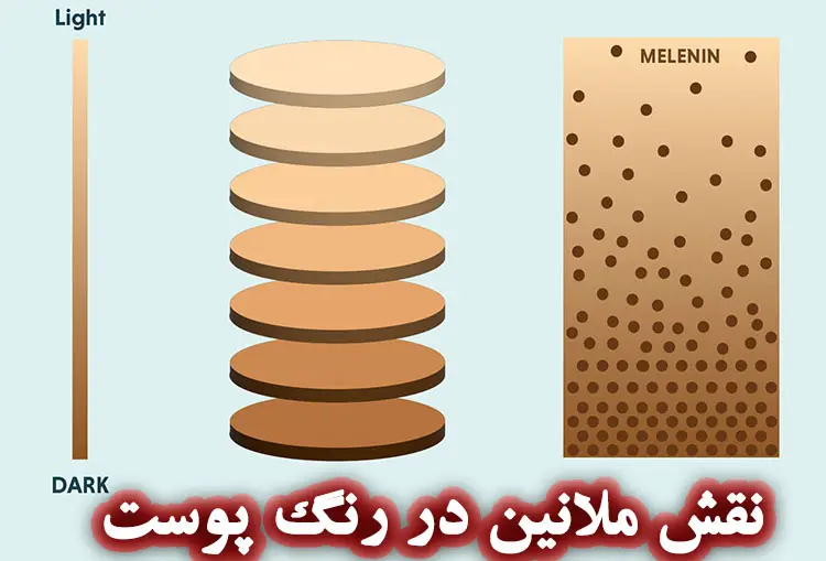 همه چیز درباره ملانین؛ رنگدانه حیات‌بخش