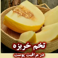 تخم خربزه در مراقبت پوست