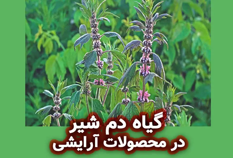 گیاه دم شیر: فواید برای پوست