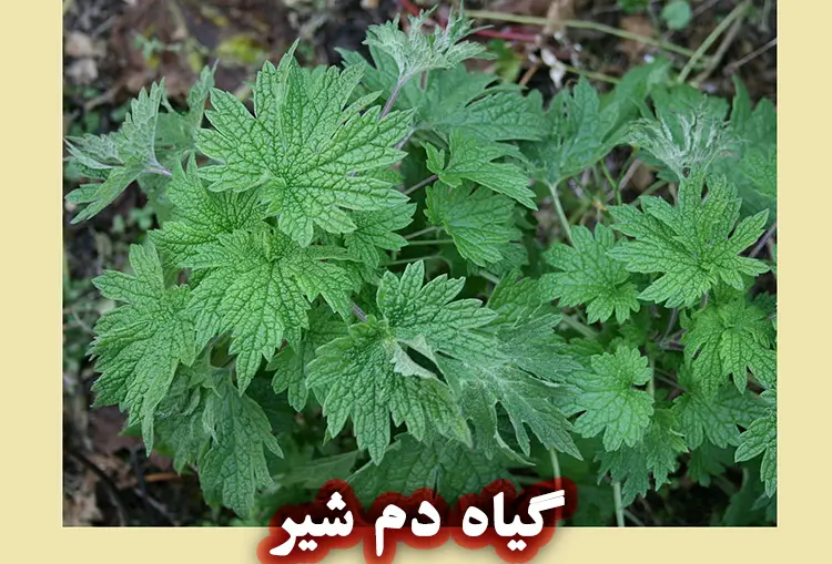 گیاه دم شیر