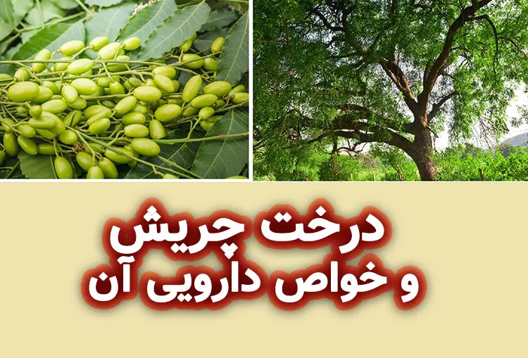 درخت چریش و خواص آن برای پوست مو