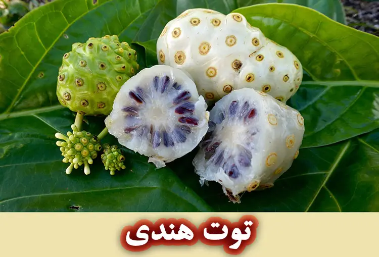 توت هندی (نونی) چه خواصی برای پوست دارد؟
