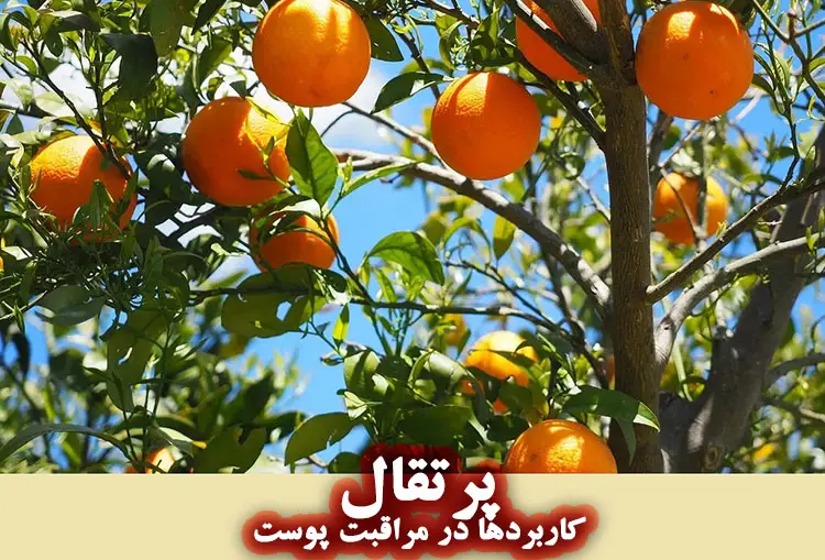 کاربرد پرتقال در محصولات ارایشی و بهداشتی