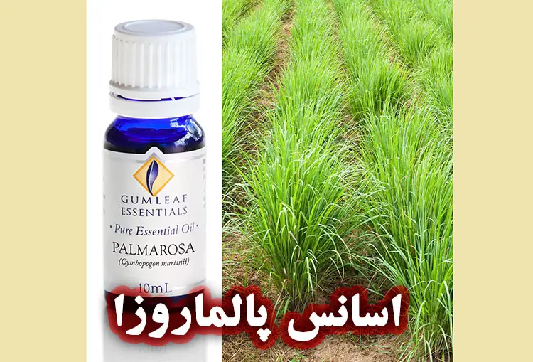 پالماروزا چیست؟