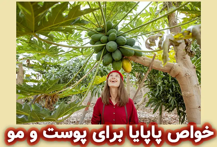 درخت پاپایا