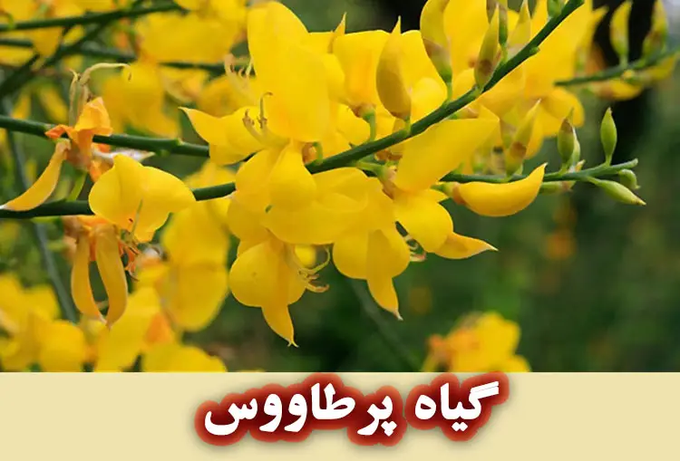 خواص گیاه پر طاووسی برای پوست 