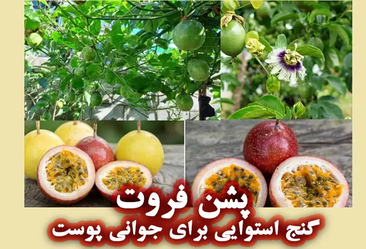 مشخصات پشن فروت (میوه گل ساعتی)