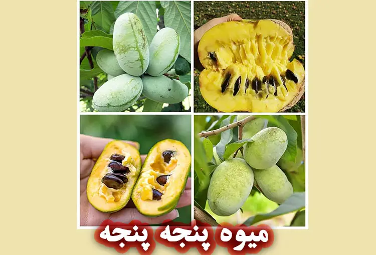خواص میوه پنجه پنجه برای پوست و مو