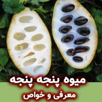 میوه پنجه پنجه : معرفی و خواص