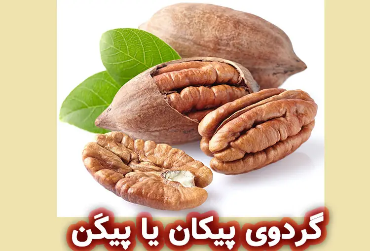 گردوی پیکن