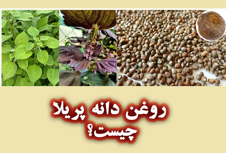 روغن دانه پریلا چیست؟