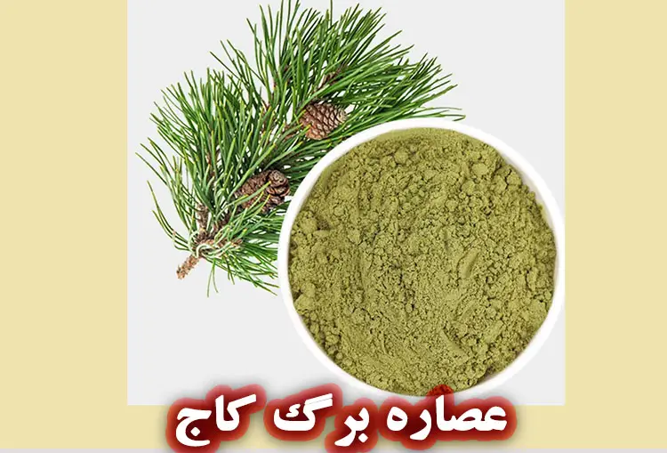 عصاره برگ کاج