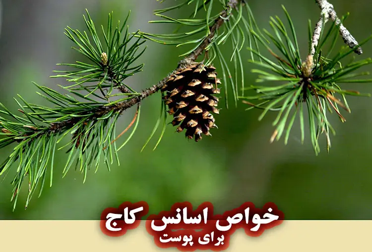 خواص روغن اسانسی کاج