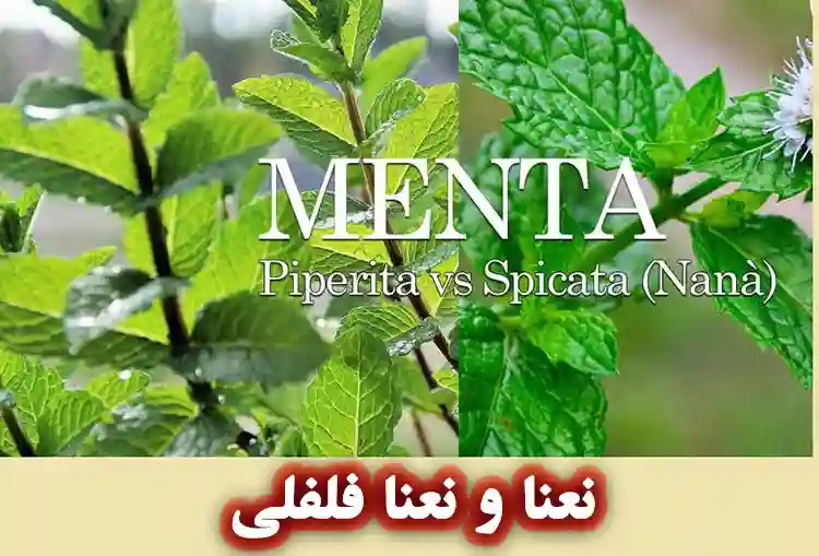 نعنا در مقایسه با نعنا فلفلی