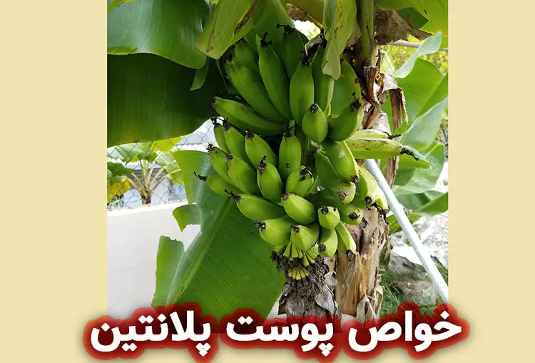 خواص برگ پلاتین برای پوست