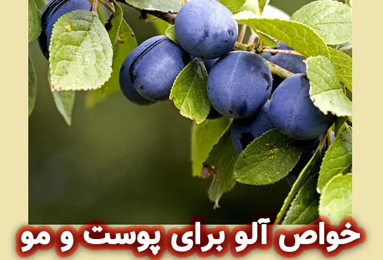 روغن هسته آلو چیست؟