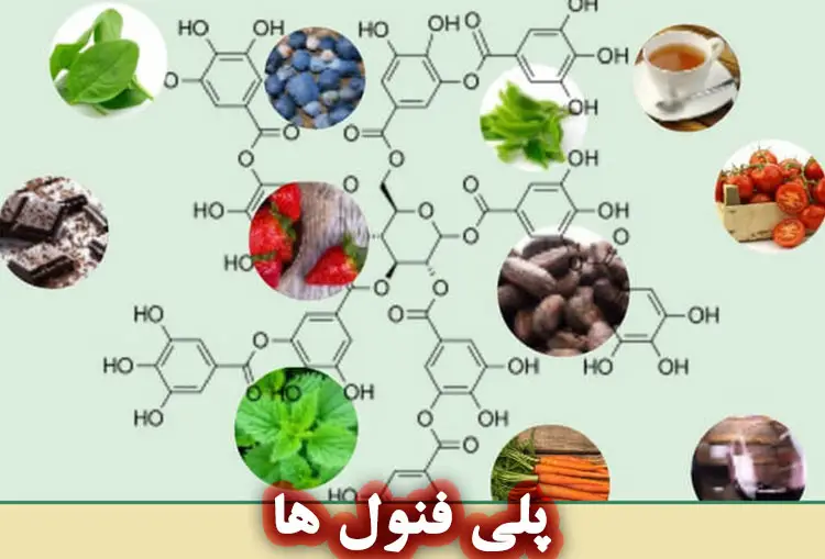 پلی فنول ها