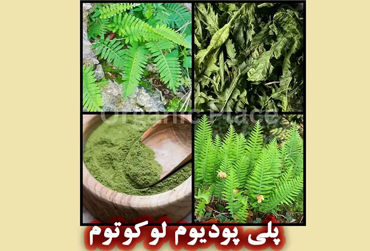پلی‌ پودیوم لوکوتوم چیست و چه خواصی برای پوست دارد؟
