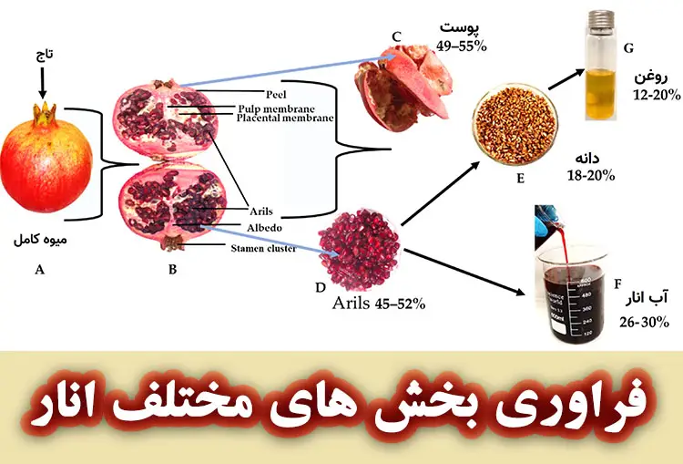 فراوری بخش های مختلف انار 