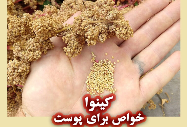 روغن کینوا چیست؟ با خواص این خاویار گیاهی آشنا شوید