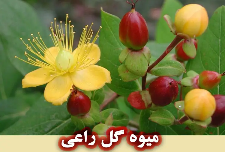 میوه گل راعی