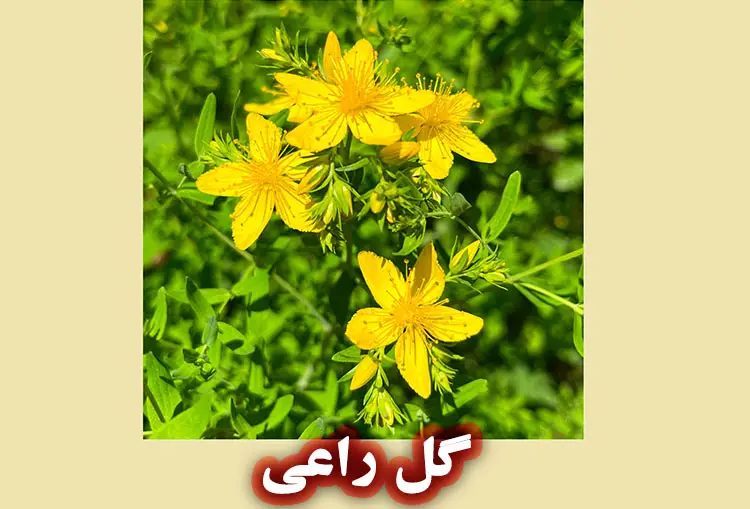 گل راعی