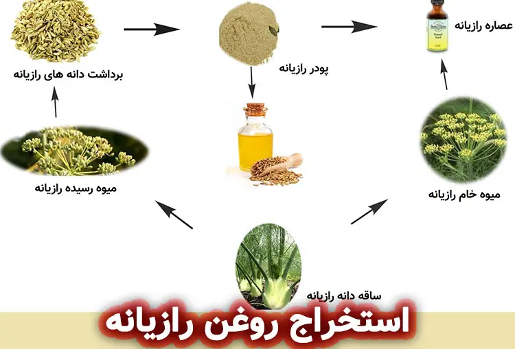 استخراج روغن رازیانه