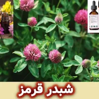 شبدر قرمز