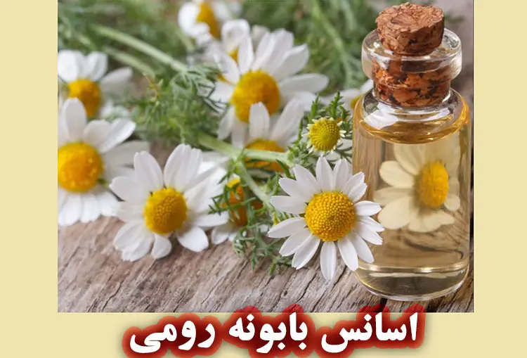 سانس بابونه رومی (Roman Chamomile Essential Oil