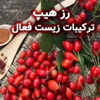 رز هیپ : ترکیبات زیست فعال، فعالیت بیولوژیکی و کاربرد ها