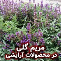 مریم گلی