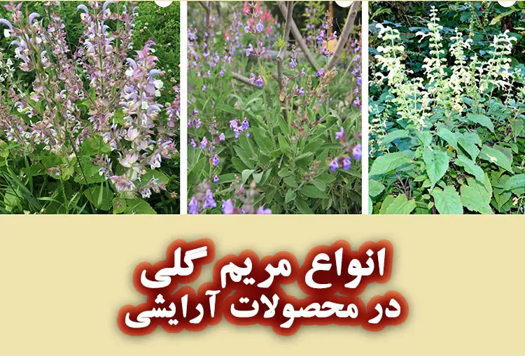 انواع مریم گلی در صابون سازی