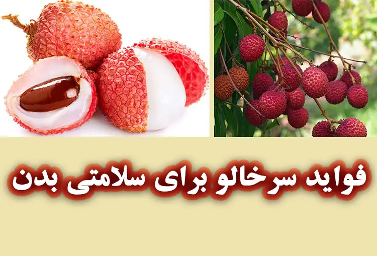 لیچی (سرخالو) چیست؟