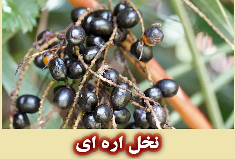 نخل اره ای چیست؟