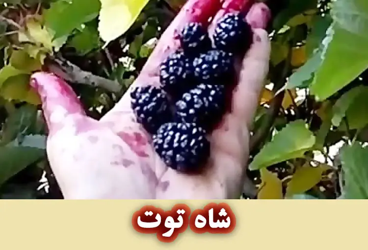 خواص شاه توت برای پوست