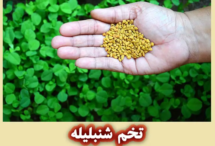خواص عصاره تخم شنبلیله برای پوست  