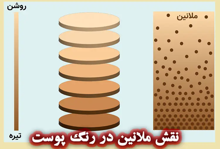 نقش رنگدانه ملانین در رنگ پوست انسان