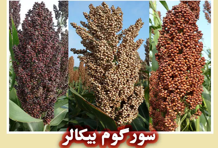 سورگوم بیکالر چیست و چه خواصی دارد؟