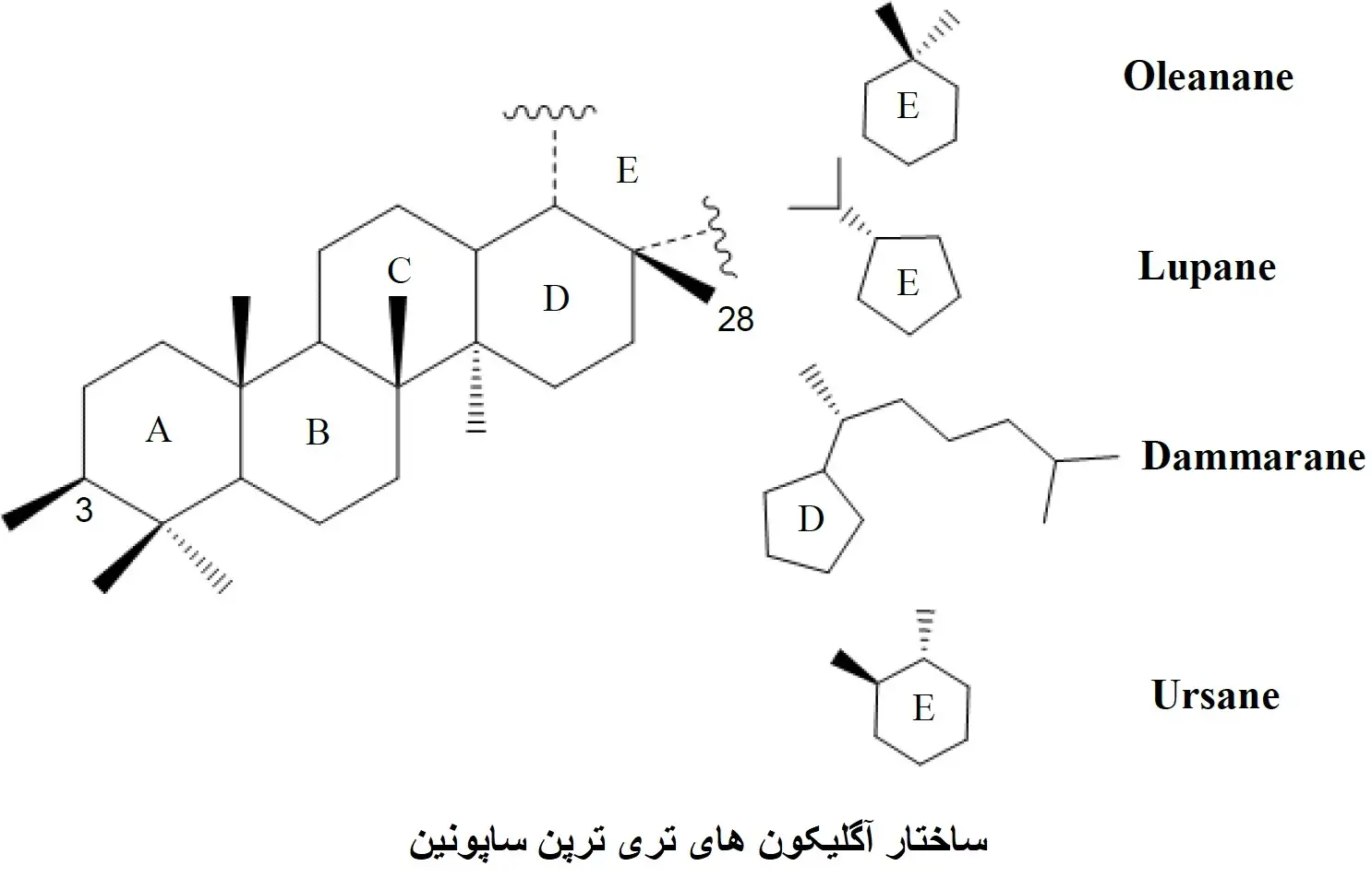 ساختار آگلیکون های تری ترپن ساپونین