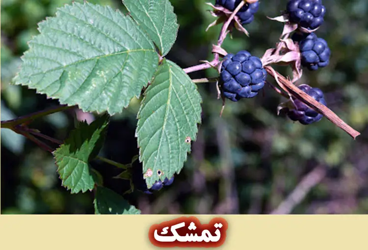 خواص تمشک برای پوست و مو