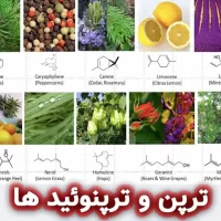 ترپن و ترپنوئید ها : ترکیبات زیست فعال اصلی اسانس ها