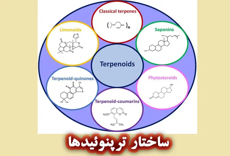 ترپن و ترپنوئید ها : ترکیبات زیست فعال اصلی اسانس ها 1 ساختار ترپنوئیدها