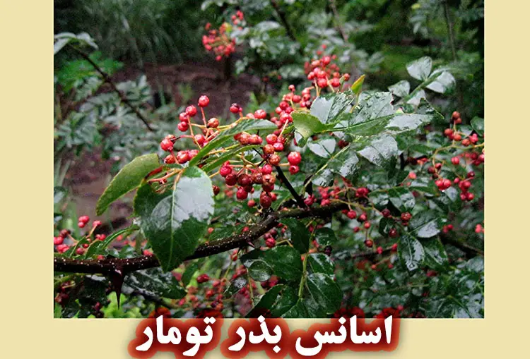مشخصات گیاه‌شناسی اسانس بذر تومار