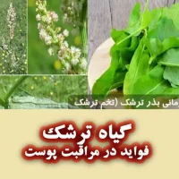 گیاه ترشک و فواید آن برای پوست