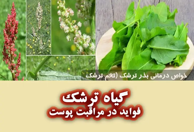 گیاه ترشک و فواید آن برای پوست