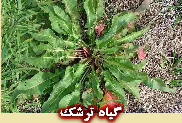 خواص گیاه ترشک برای پوست
