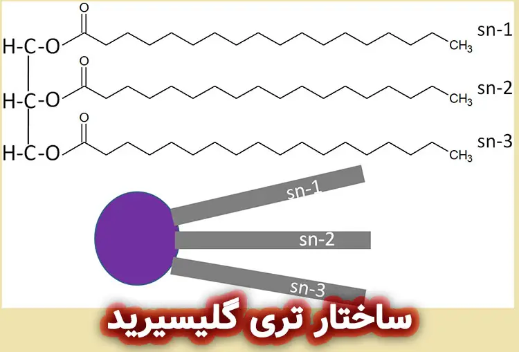 ساختار تری گلیسیرید