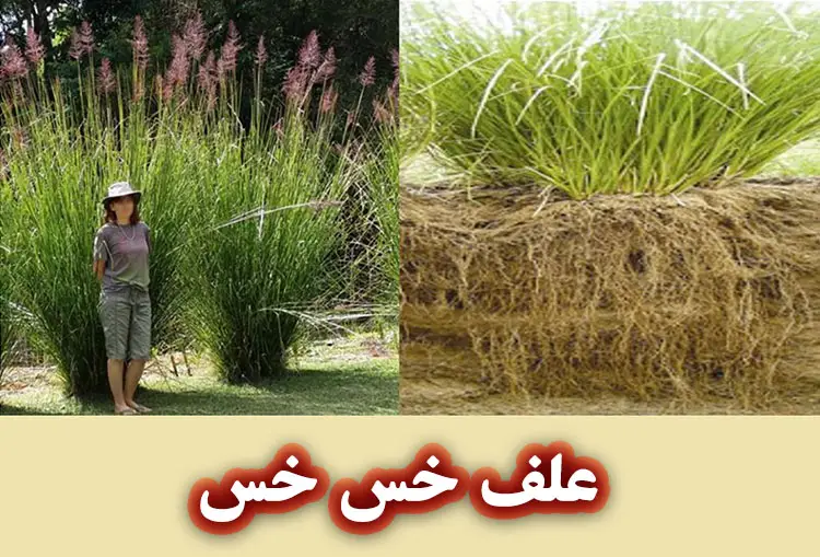 علف خس خس